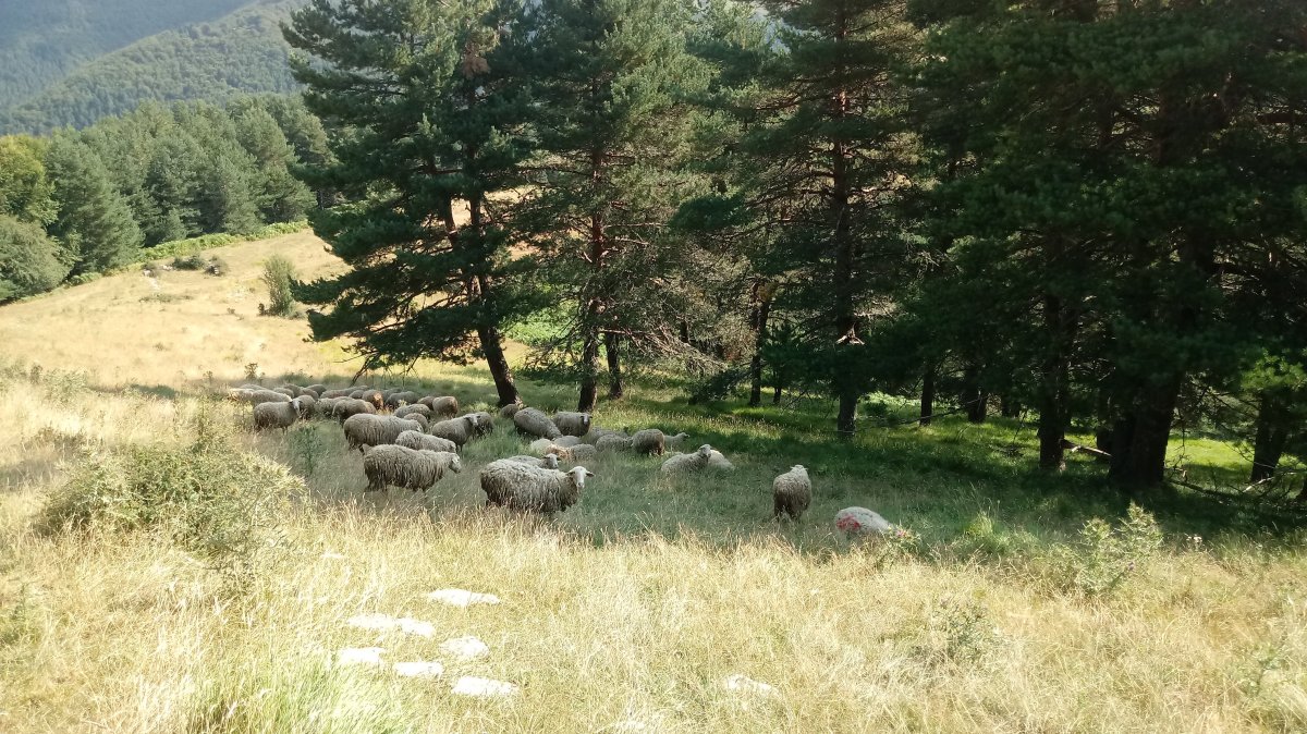 Gazteluzarra (1232m) ardiak ipar magalean