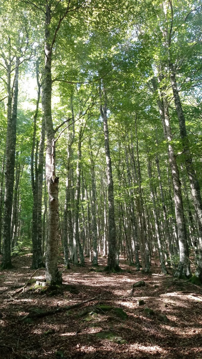 Baigura (1474m) igoerako pagadia