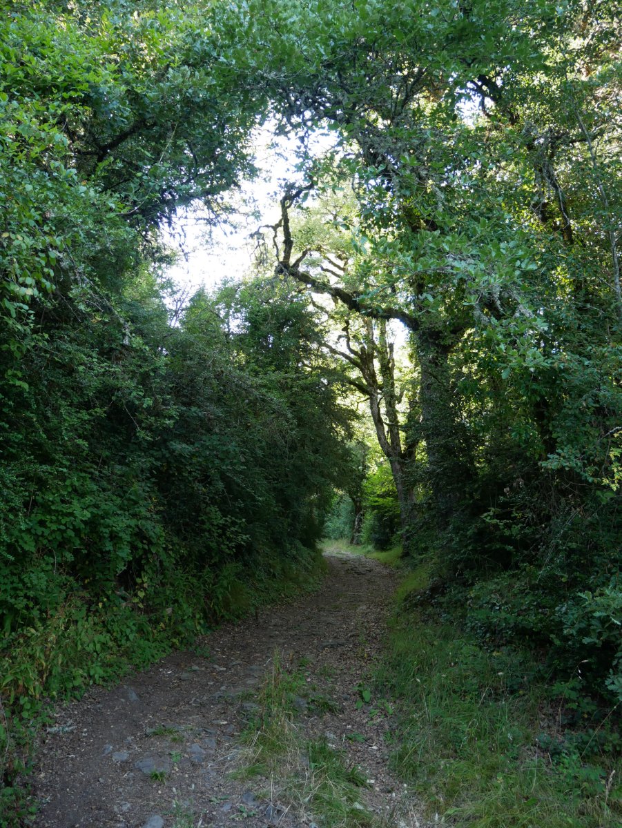 Jaurrietatik Andra Mari Zuriaren ermitara igotzen den bidea