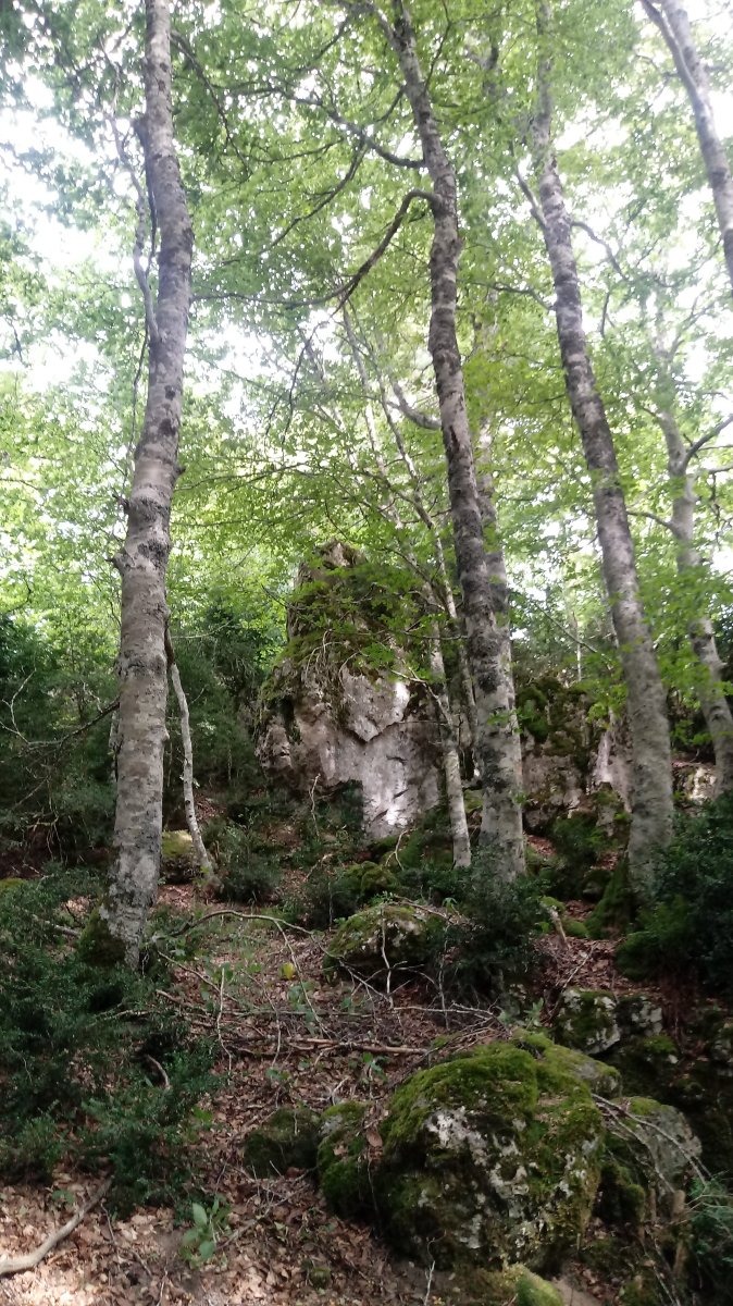 Araxamendi (1338m) tontorraldea