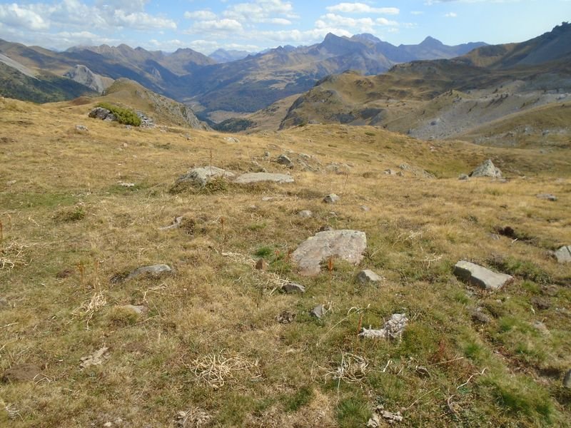 ansotiello trikuharria