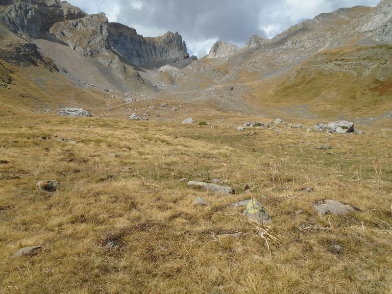 ansotiello trikuharria