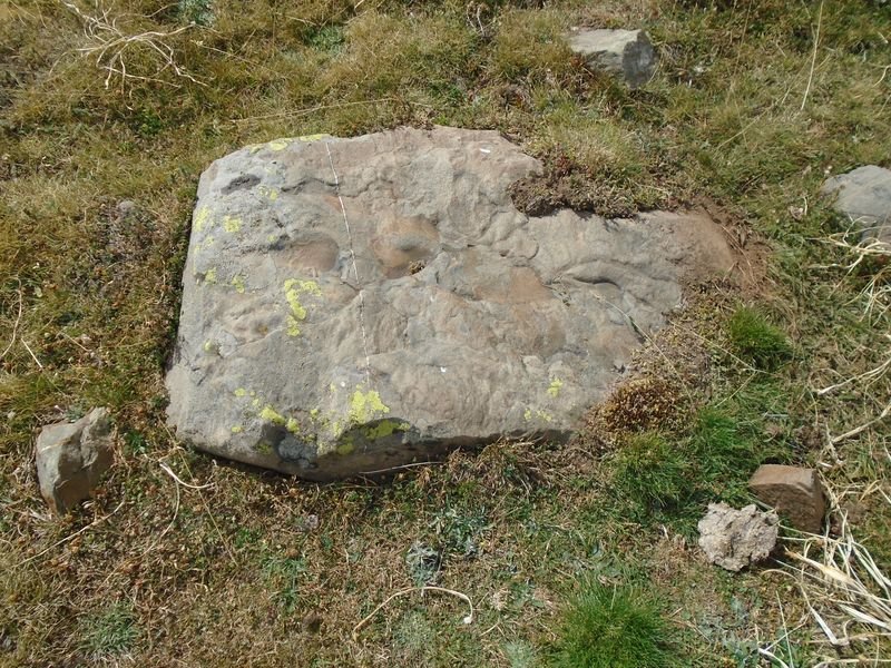 ansotiello trikuharria