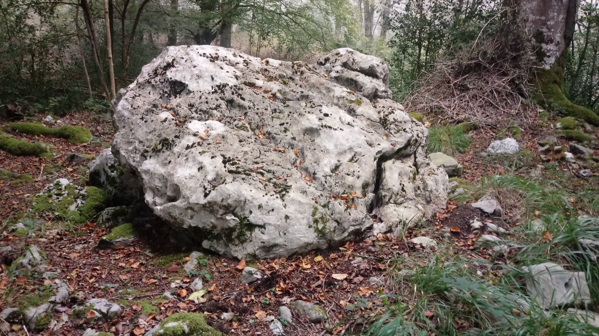 Seakoain I trikuharria