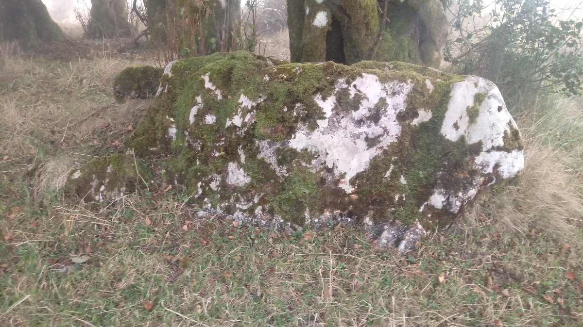 Ata trikuharria (2020)