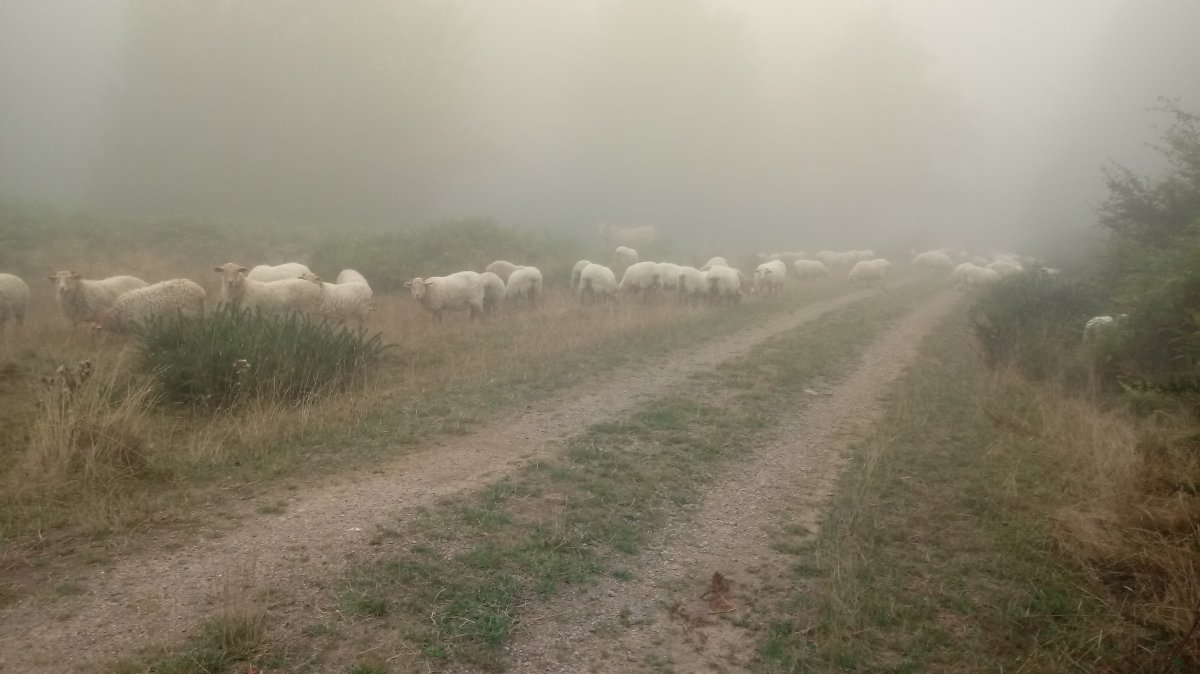 Ardiak Atako zelaian