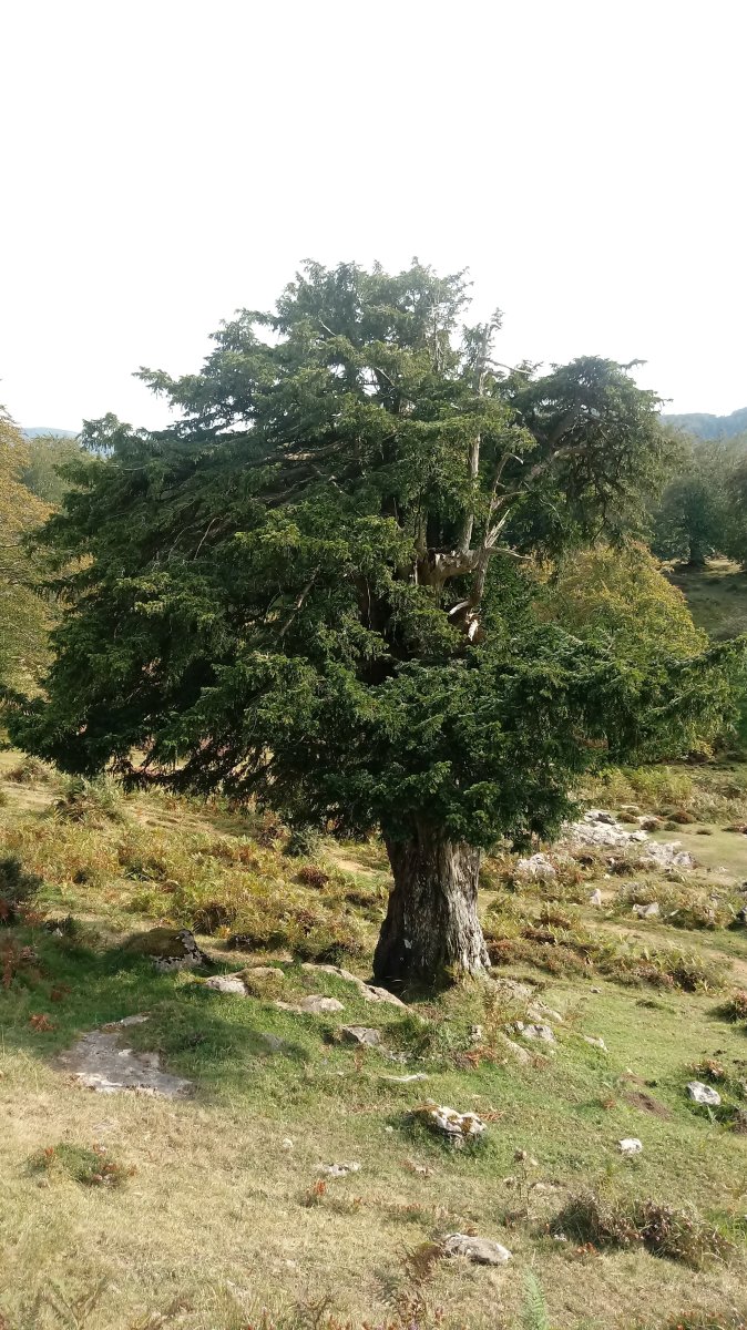 Arimekortapeko hagina