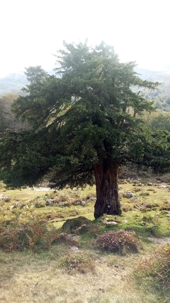 Arimekortapeko? Hagina