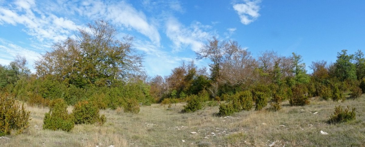 Olataguasko gainaldea