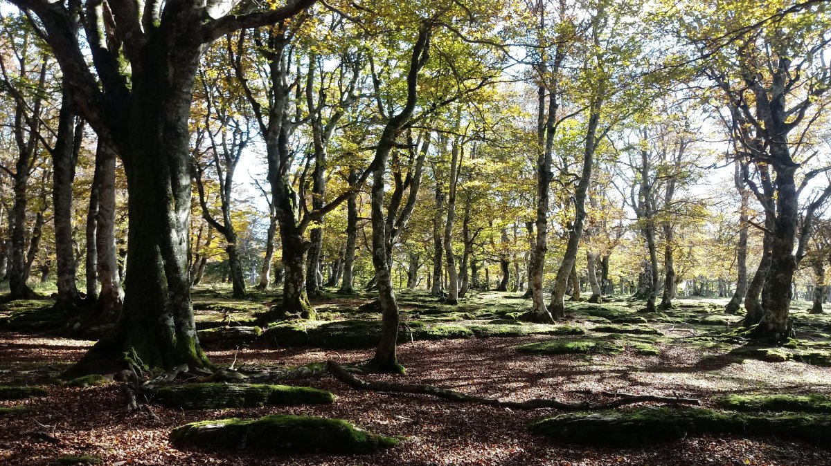 Zurlotz (1224m) gainaldeko pagadia