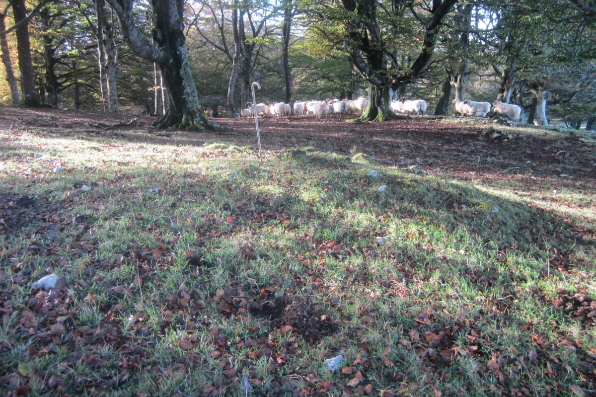 Túmulo Txumartegi IV oeste  (Octubre 2020)