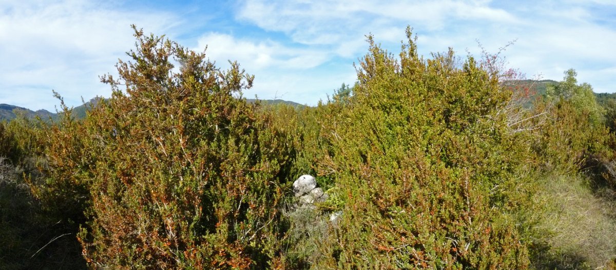 Gailurra, ezpelen erdian