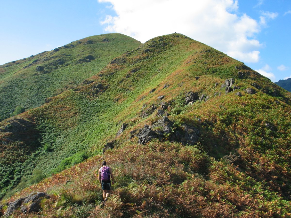 Hartxahaleko gandorra