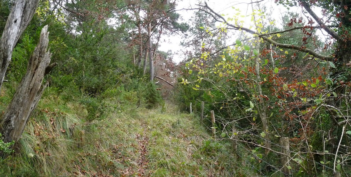 Mendebaldeko lepora daraman bidexka, gero erabat galduko dena