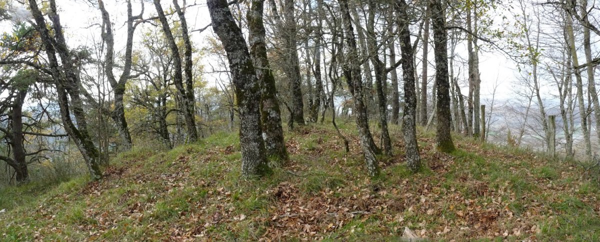 Enaburuko gainaldeko basoa