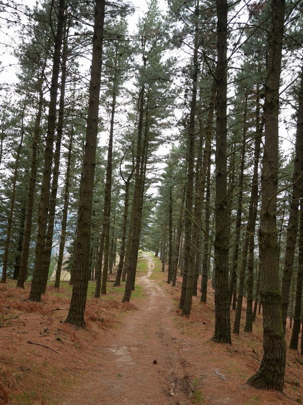 Iparraldeko hegiko bidea