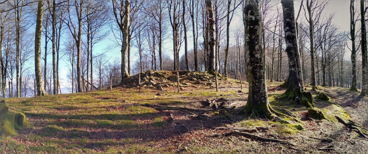 Saratxakolegi trikuharria