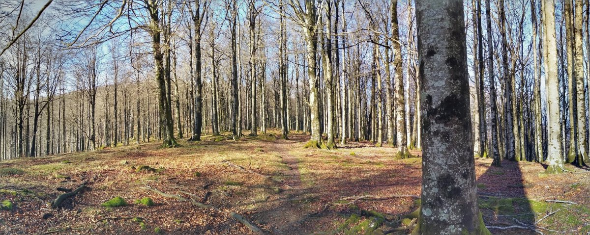 Altzaniako pagadi garbiak