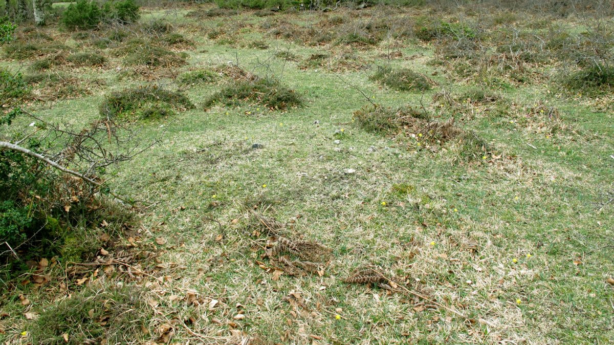 Larrazabal XIII tumulua, Entzia