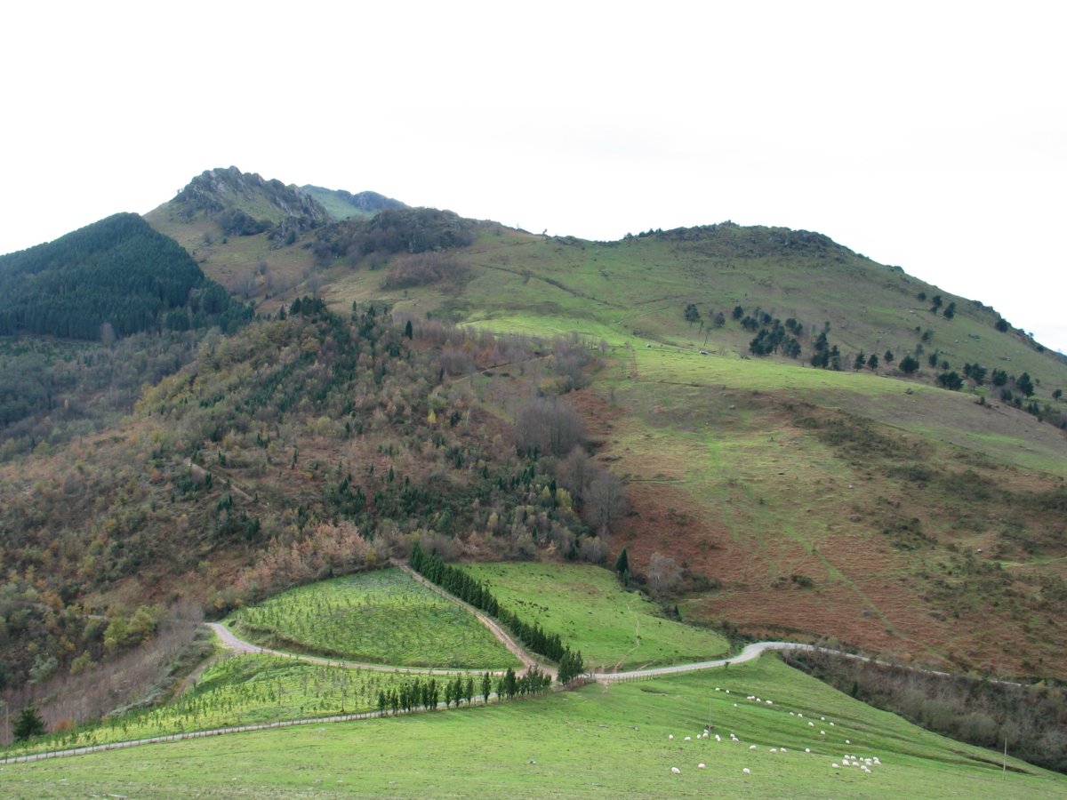 Adarra alderako ikuspegia