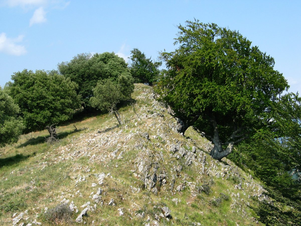 Tontorraren inguruko larreak