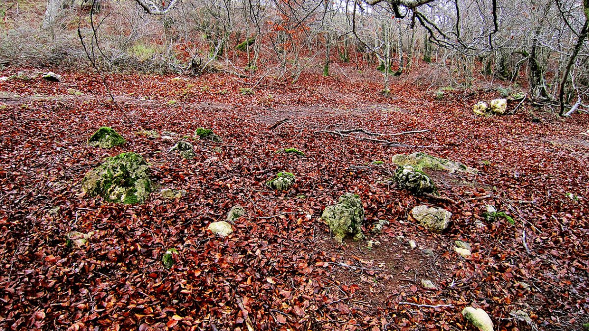 Berjalaran 2 hego trikuharria, Donemiliaga