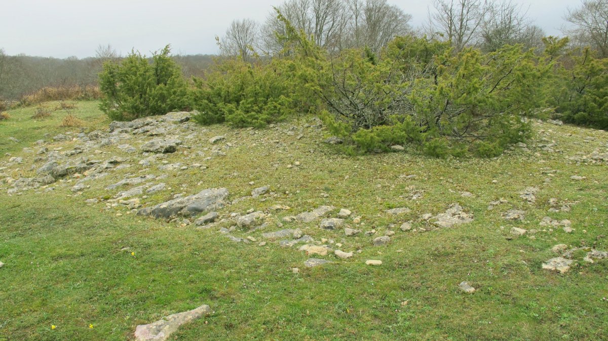 Urkibi tumulua, Entzia