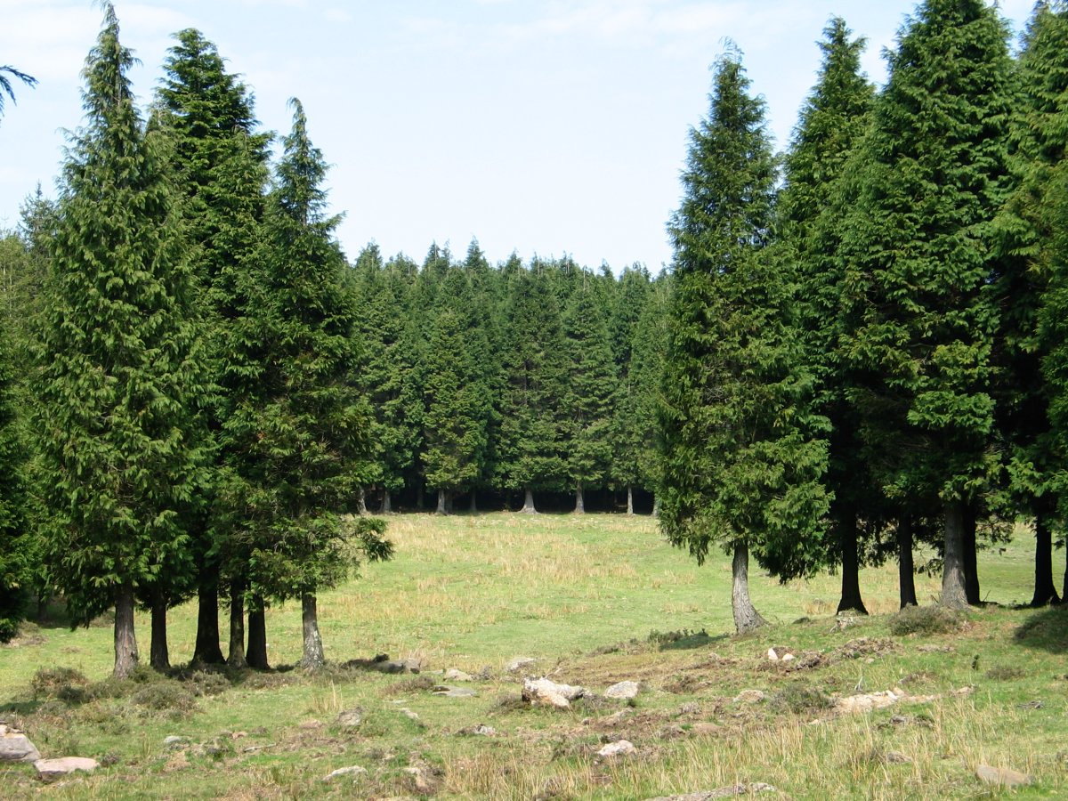 Usobelartza inguruak