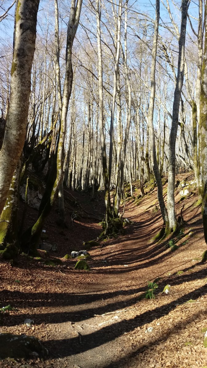 Lezeaga alderako basoa