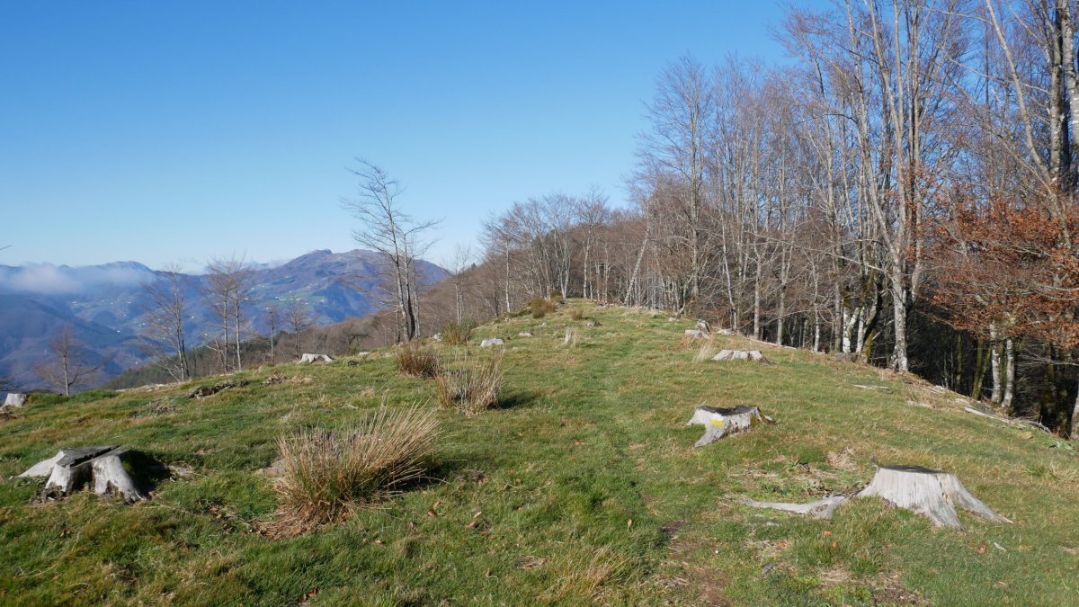 Murune gaina soilduta