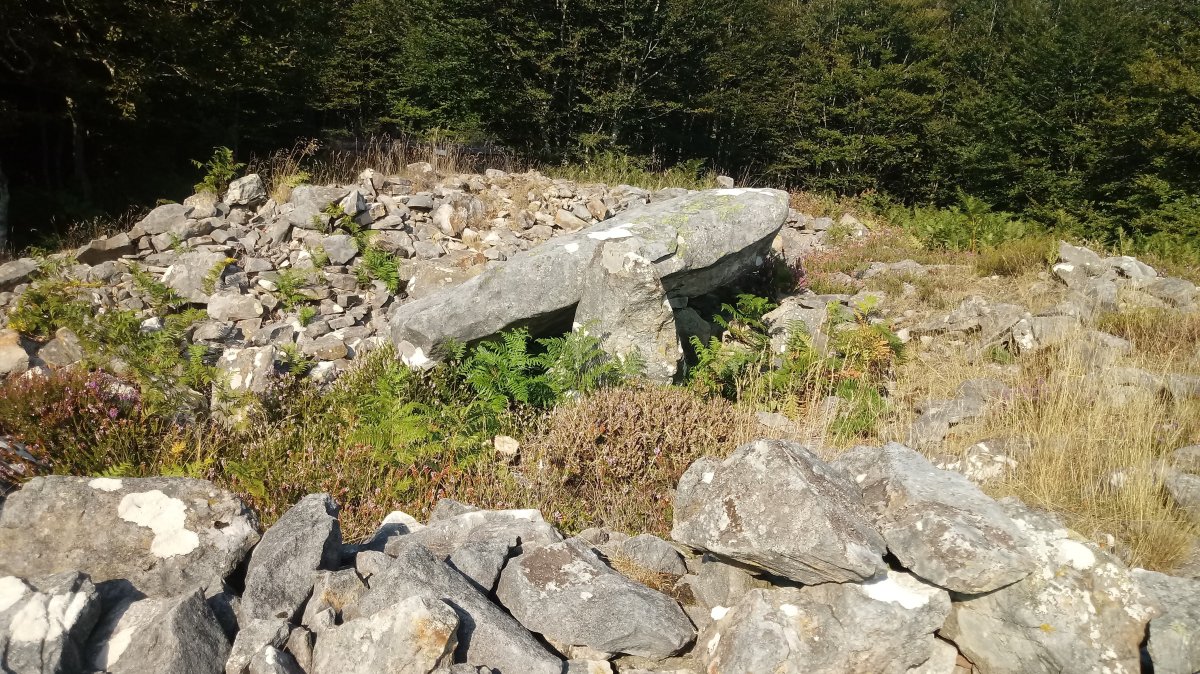 Arrobigaña trikuharria (2019)