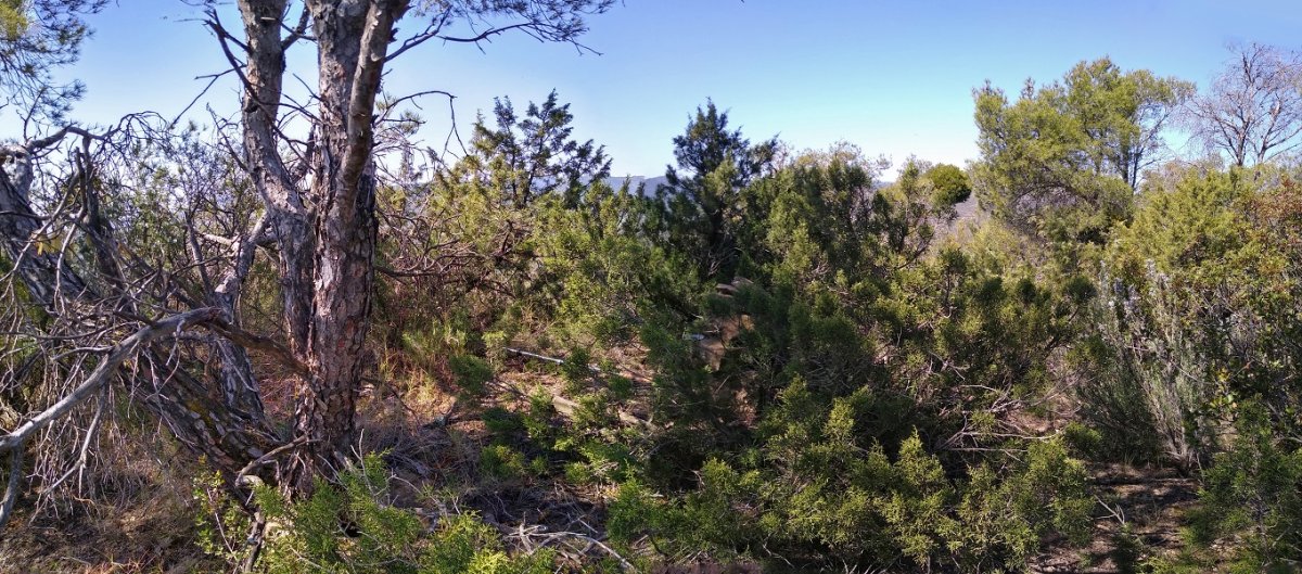 Pan de Olivako giailurra