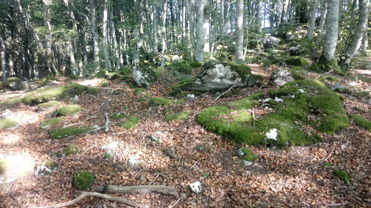 Elkorra trikuharria (2020)