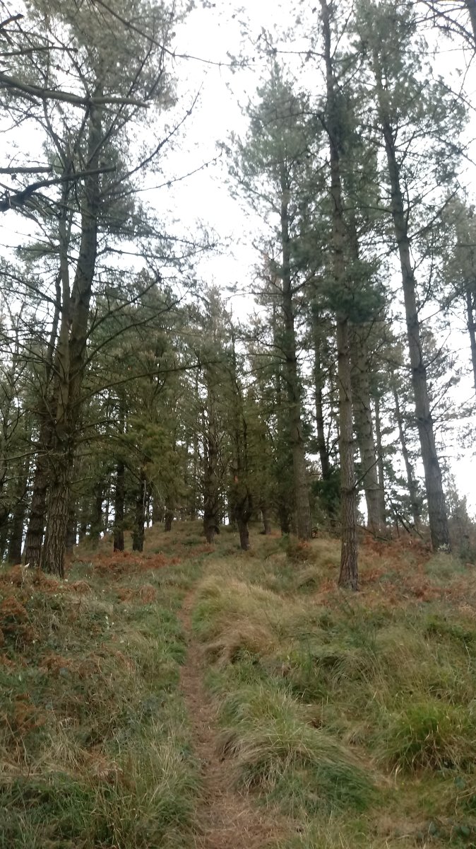 Krabeliñaitz (607m) azken zatiko sendan