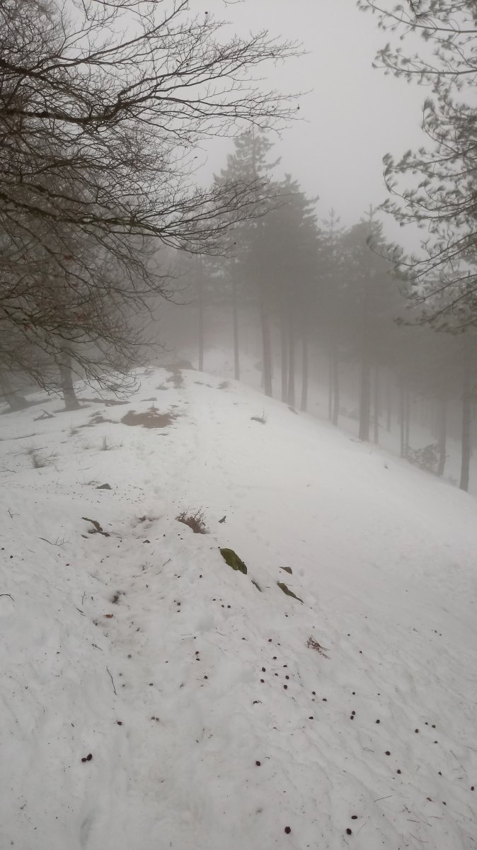 Oregi (924m) bizkar elurtua