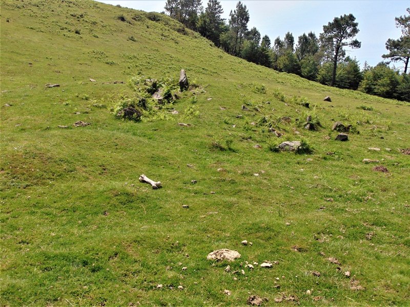 Pozontarriko Lepoa Trikuharria