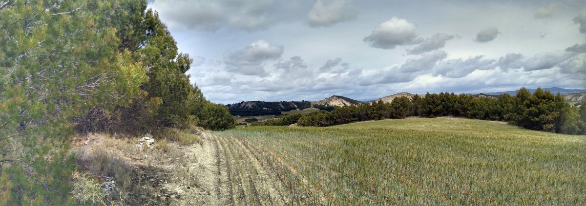 Recuencoko gailurra, galsoroen ertzean