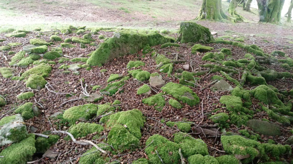 Jeneralen Tonba trikuharria