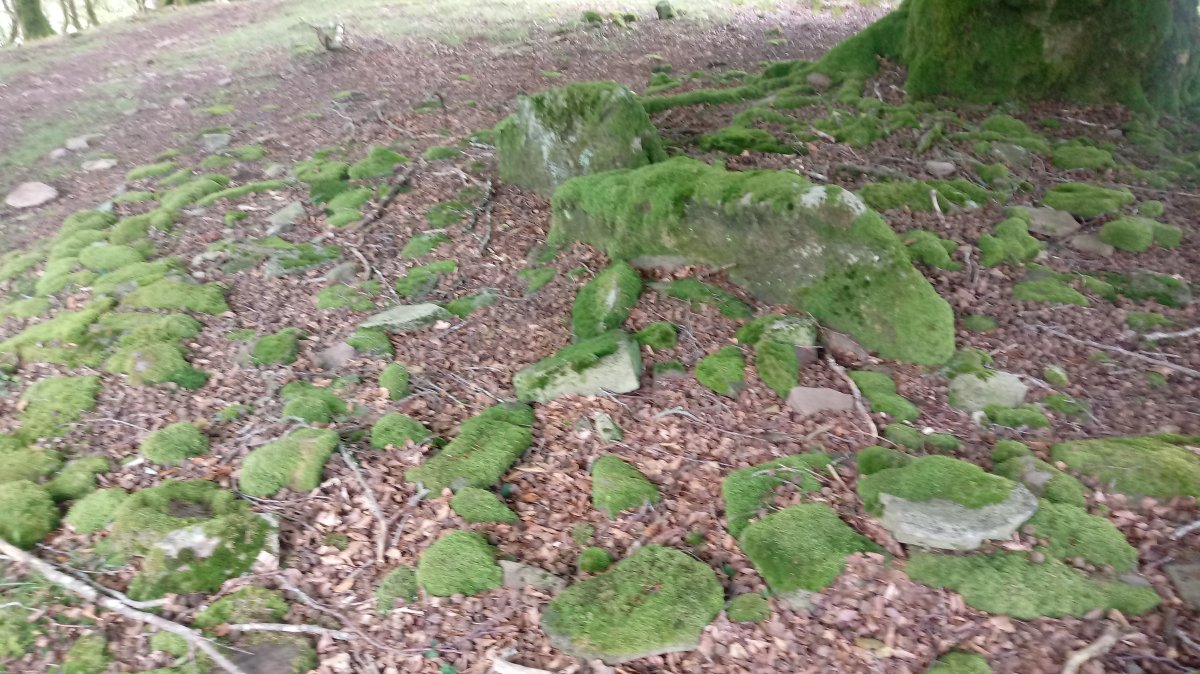 Jeneralen Tonba trikuharria (2021)