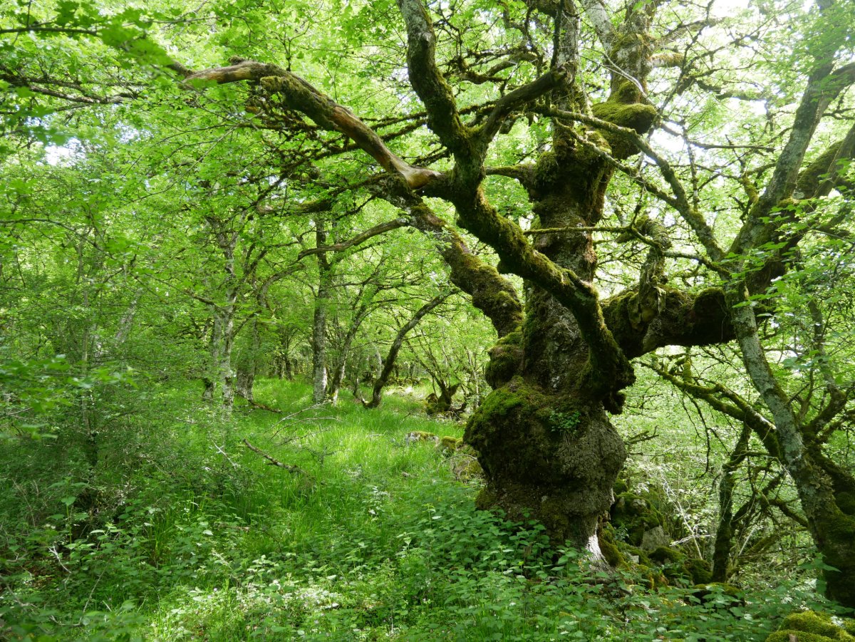 Haritz zaharra, tontorretik gertu