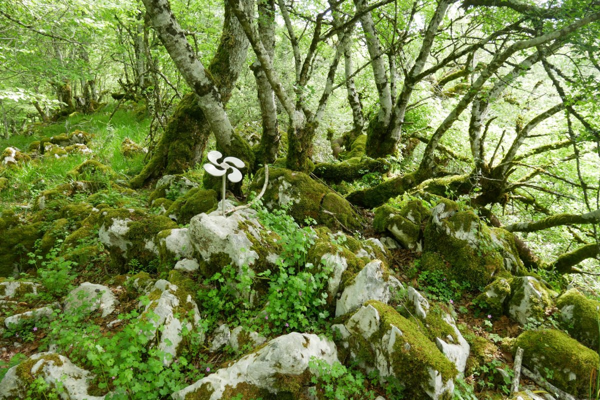 Arrizuri tontorra. Lauburu batek seinalatzen du.