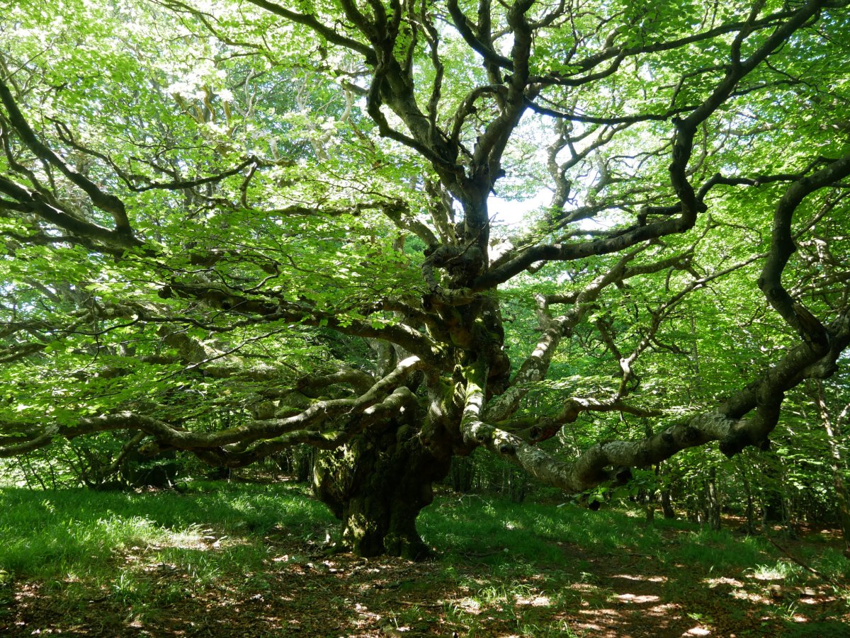 Badira pago ikusgarriak Hegoaldeko hegian