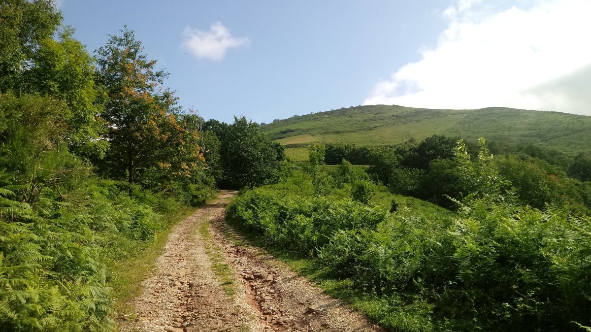 Otsomehaka lepora daraman bidetik