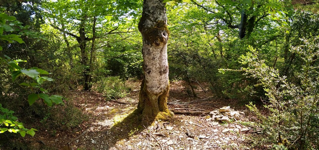 Lisako gailurra, basoan