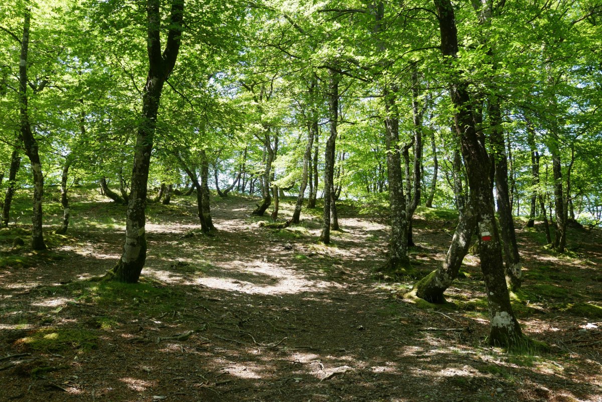 GRaren arrastoa ekialdeko bizkarrean