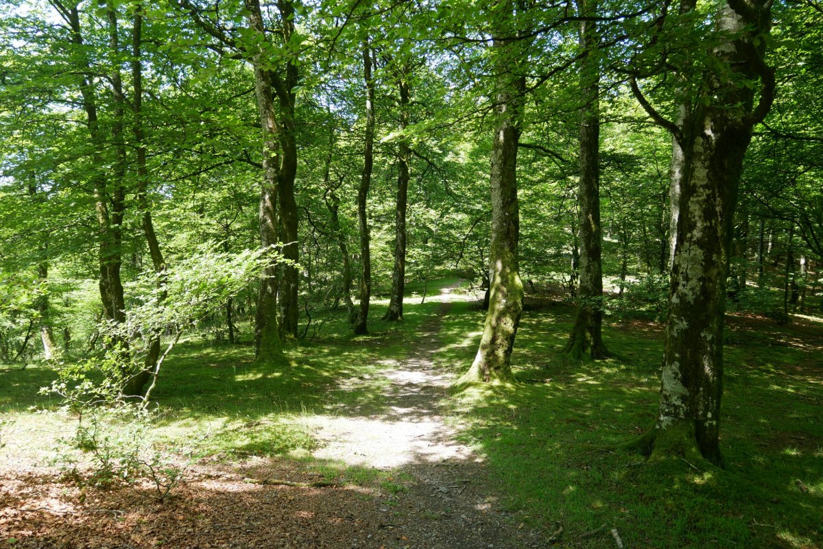 Tontorrera gerturatzen hegoaldeko bizkarretik