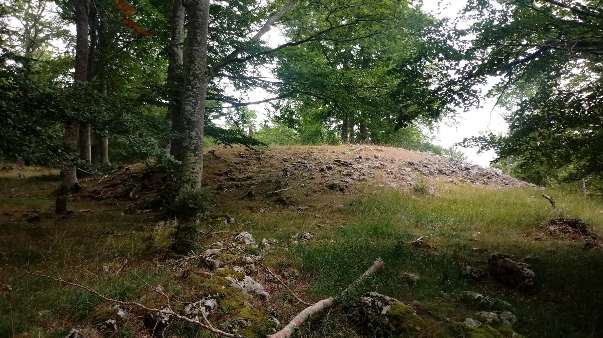 Ekialdeko Elurmenta trikuharria