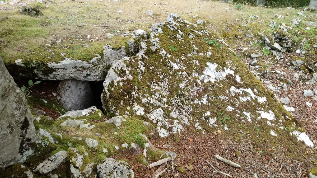 Ekialdeko Elurmenta trikuharria (2021)