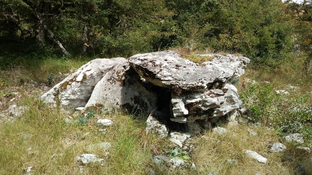 Zubeinta trikuharria