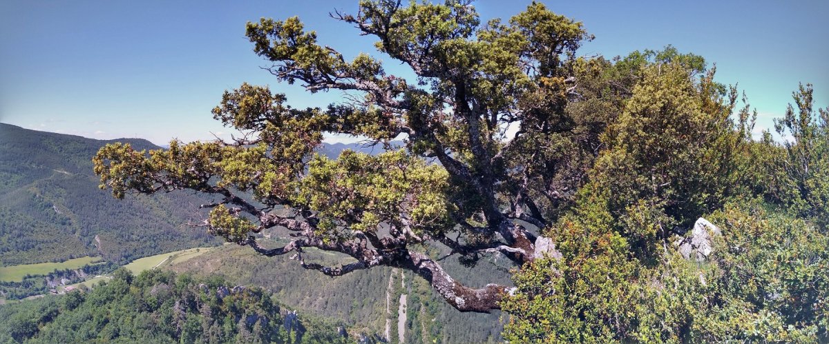 Muskildoiako malkarrak